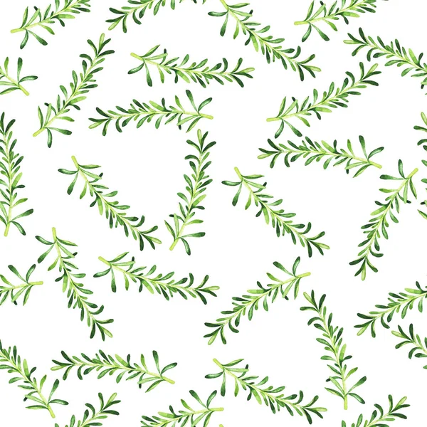 Seamless Pattern Fresh Rosemary Branches White Background Hand Drawn Watercolor — Stock Photo, Image