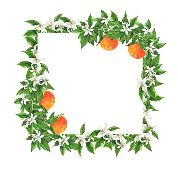 Πορτοκαλί Φρούτα Άνθη Και Φύλλα Πλαίσιο Απομονώνονται Λευκό Φόντο Χέρι — Φωτογραφία Αρχείου