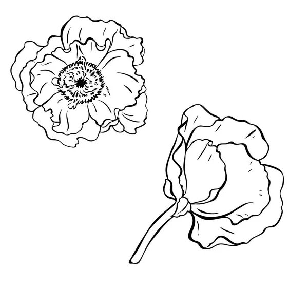 Flores Amapola Aisladas Sobre Fondo Blanco Ilustración Vectorial Dibujada Mano — Archivo Imágenes Vectoriales