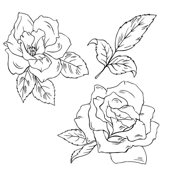 Set of silhouette rose flowers and leaves isolated on white background. Hand drawn vector illustration.