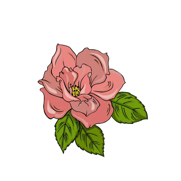 Rosa Rosa Con Hojas Verdes Aisladas Sobre Fondo Blanco Ilustración — Vector de stock