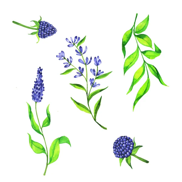 Set of blue flowers and blue berries and green leaves isolated on white background. Hand drawn watercolor illustration.