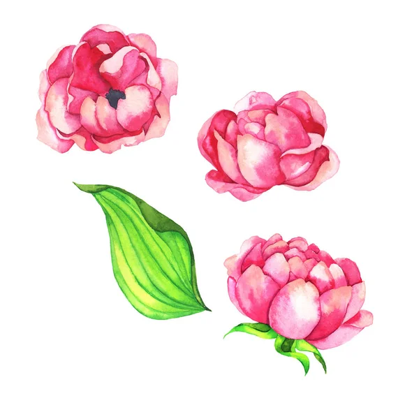 Рожева Троянда Або Квіти Півонії Свіже Зелене Листя Ізольовані Білому — стокове фото