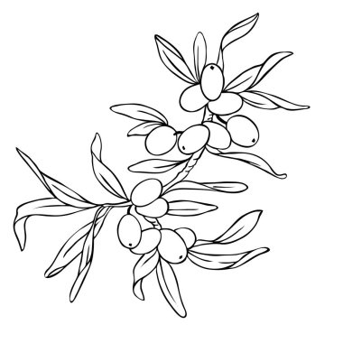 Cehri şube çilek ve beyaz arka plan üzerinde izole yaprakları ile. Çizilmiş vektör çizim el.