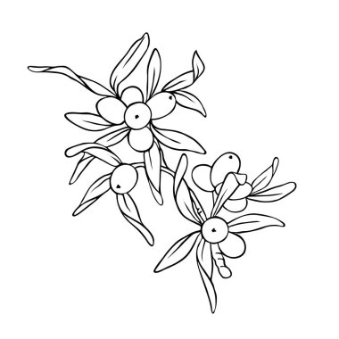 Cehri taze siluet şube ile beyaz zemin üzerine çilek ve yaprakları ioslated. Çizilmiş vektör çizim el.