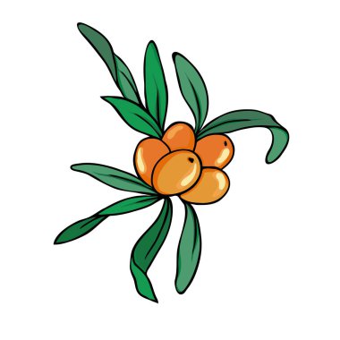 Cehri çilek ve beyaz arka plan üzerinde izole yaprakları. Çizilmiş vektör çizim el. 