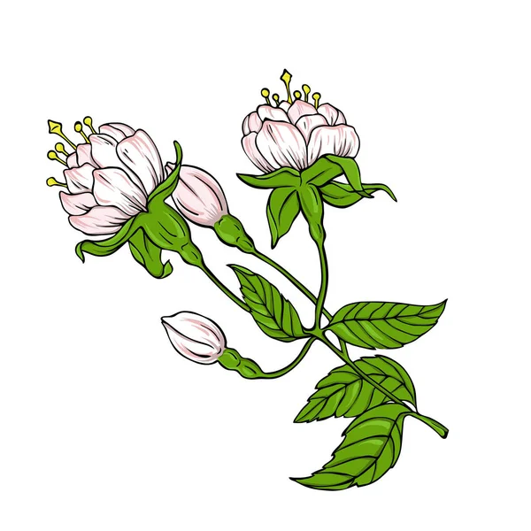 Гілка Пастельними Рожевими Білими Квітами Зеленим Листям Ізольовані Білому Тлі — стоковий вектор