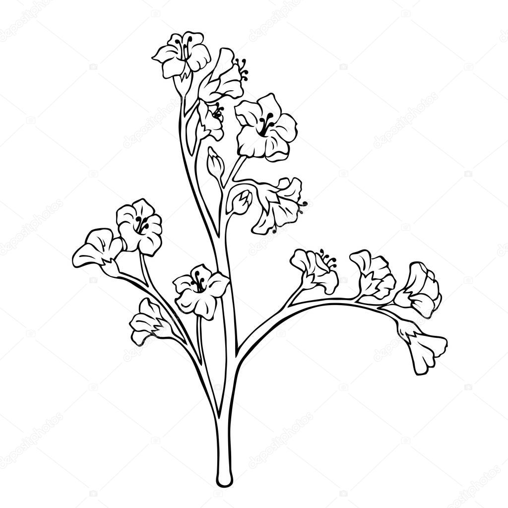 Blooming branch with small flowers isolated on white background. Hand drawn vector illustration.