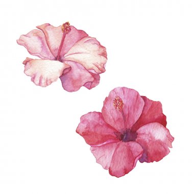 Beyaz arka plan üzerinde izole pembe ebegümeci çiçek seti. El çizilmiş suluboya illüstrasyon.