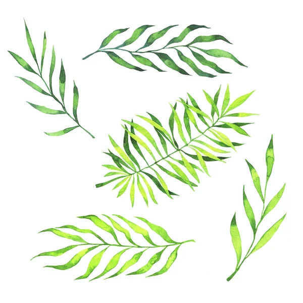 Beyaz arka plan üzerinde izole yeşil taze palmiye yaprakları kümesi. El çizilmiş suluboya illüstrasyon.