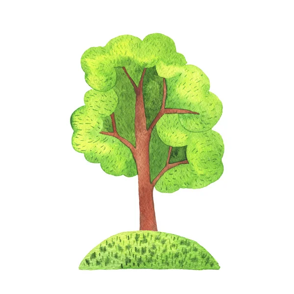 Lato Drzewo Izolowane Białym Tle Rysunek Ręcznie Rysowane Akwarela — Zdjęcie stockowe