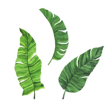 Taze yeşil muz yaprakları seti beyaz arka plan üzerinde izole. El çizilmiş suluboya illüstrasyon.