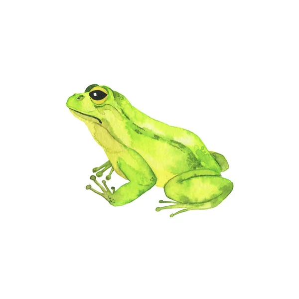 Little Green Wild Frog Collection Isolated White Background Hand Drawn — Stock Photo, Image