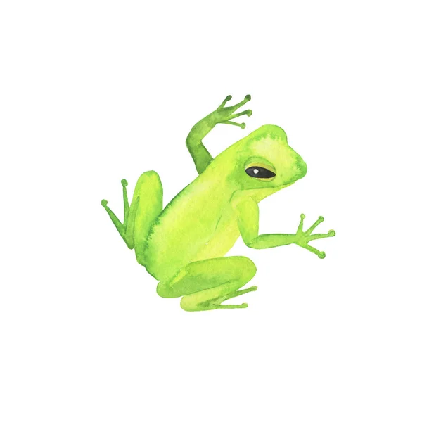 小绿色野生青蛙收集孤立在白色背景 手绘水彩插图 — 图库照片