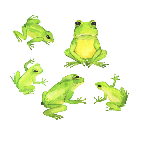 Cute green wild frog isolated on white background. Hand drawn watercolor illustration. 
