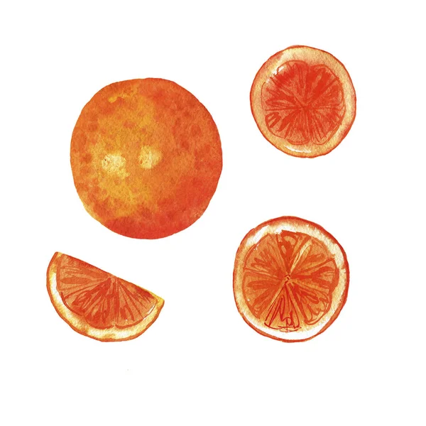 在白色背景上分离的新鲜橙子或葡萄柚和水果片 手绘水彩插图 — 图库照片
