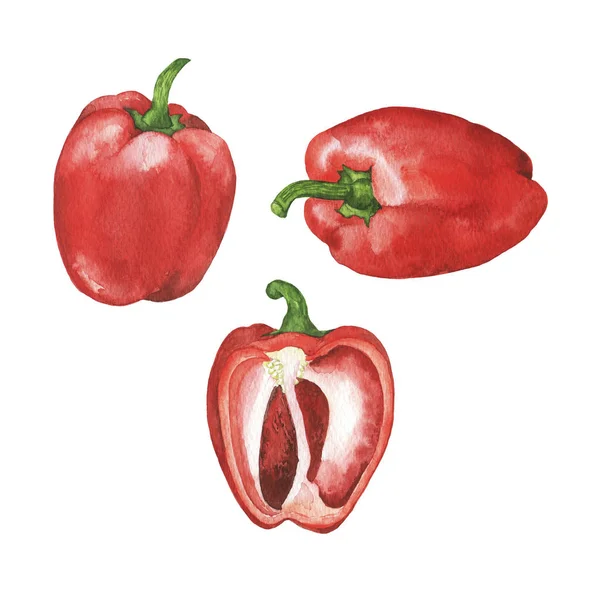 Set Fresh Red Peppers Isolated White Background Hand Drawn Watercolor — Stock Photo, Image