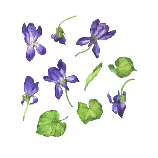 Set Von Wilden Violetten Blüten Und Grünen Blättern Isoliert Auf — Stockfoto