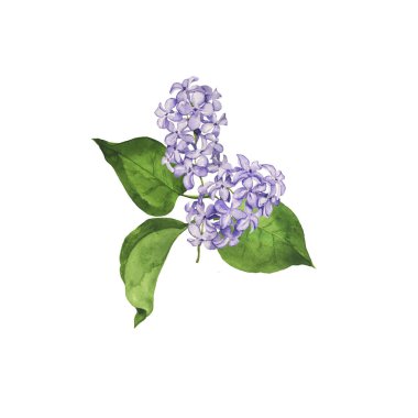 Beyaz güzel illüstrasyon lila çiçek