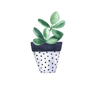 saksı illüstrasyon sulu bitkinin yakın görünümü