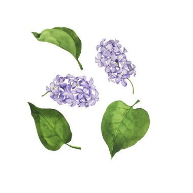 Beyaz güzel illüstrasyon lila çiçek