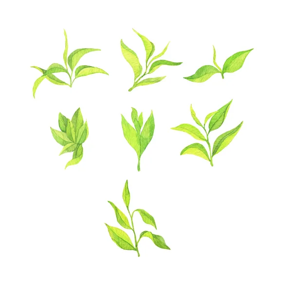 Close View Green Leaves Illustration White Background — Stock Photo, Image