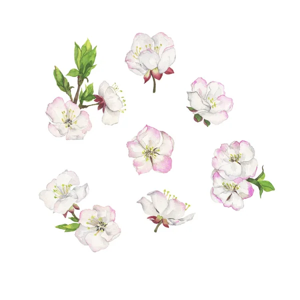 Vackra Vårblommor Illustration Vit Bakgrund — Stockfoto