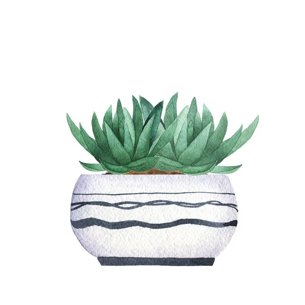 Vista Perto Planta Suculenta Ilustração Vaso — Fotografia de Stock