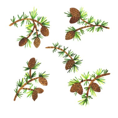 Çam kozalağı ile çam ağacı dalları renkli elle çizilmiş desen