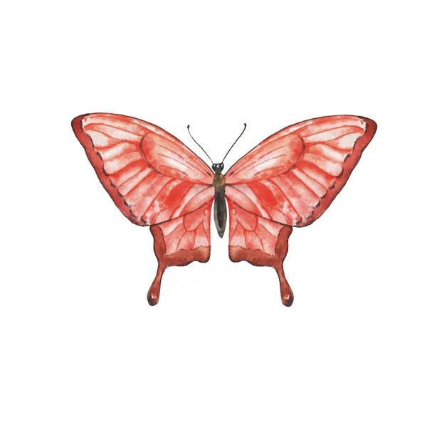 Красочная Ручная Иллюстрация Бабочкой Печать — стоковое фото