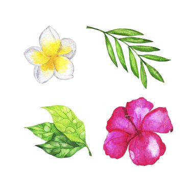 Tropikal bitkiler beyaz arkaplanda izole edildi 