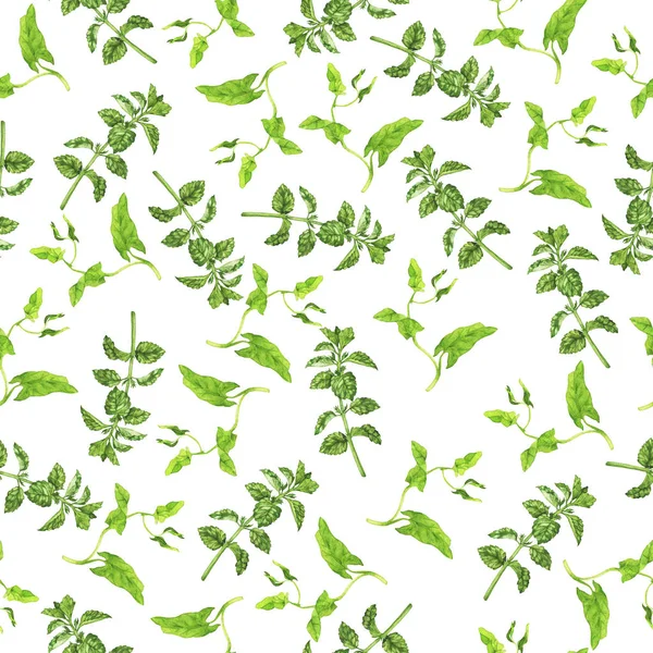 Plantas Verdes Desenhadas Mão Isoladas Sobre Branco — Fotografia de Stock