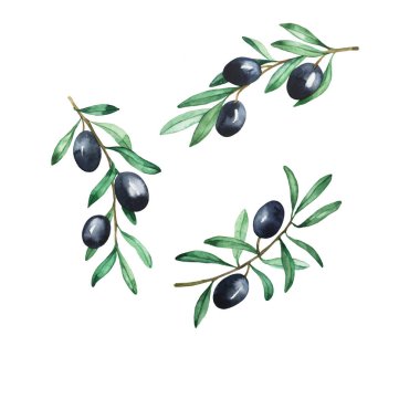Beyaz arka planda izole edilmiş taze koyu zeytin dalları. El çizimi suluboya çizimi.