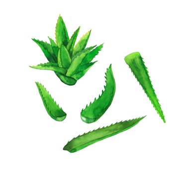 Beyaz arka planda taze aloe vera bitkisi ve yeşil aloe yaprakları var. El çizimi suluboya çizimi.