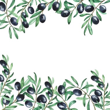Beyaz arka planda siyah zeytin dalları. El çizimi suluboya çizimi.