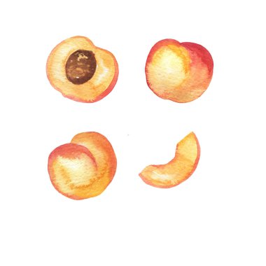Beyaz arka planda taze turuncu şeftali ve şeftali dilimleri. El çizimi suluboya çizimi.