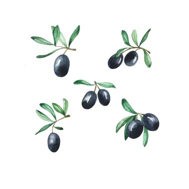 Beyaz arka planda siyah zeytin böğürtlen ve yaprakları. El çizimi suluboya çizimi.