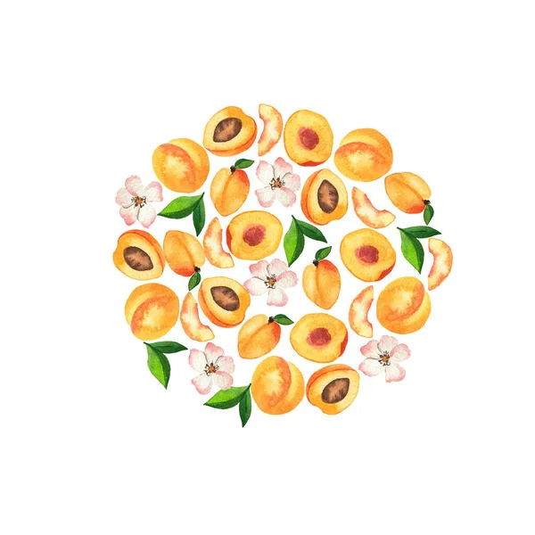 Fresh apricots, flowers and leaves circle. Hand drawn watercolor illustration.