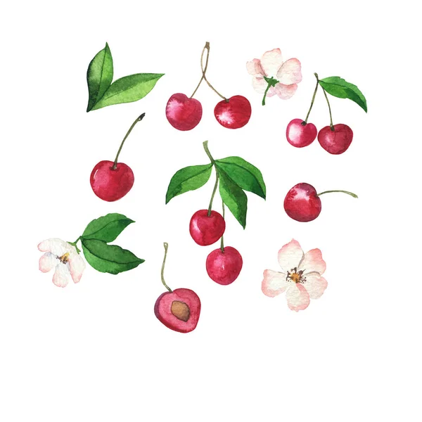 Set Fresh Cherry Berries Green Leaves White Flowers White Background — Stock Photo, Image