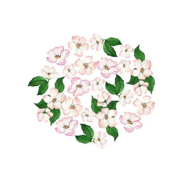 Рожеві Білі Вишневі Квіти Кола Ізольовані Білому Тлі Ручна Намальована — стокове фото