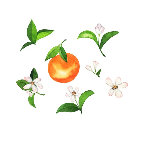 Uppsättning Apelsiner Eller Mandariner Och Vita Citrusblommor Isolerade Vit Bakgrund — Stockfoto