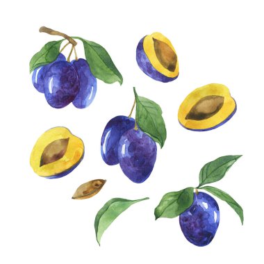 Taze mavi erik üzümü seti, kahverengi tohum ve yeşil yapraklar. El çizimi suluboya çizimi.