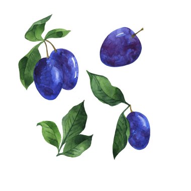 Mavi erik ve yeşil yapraklar. El çizimi suluboya çizimi.