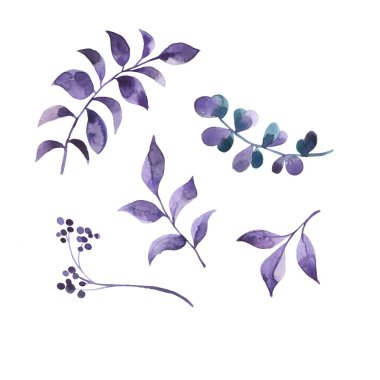 Beyaz arkaplanda yaprakları olan dekoratif mor dallar. El çizimi suluboya çizimi.