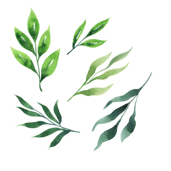 Набор Декоративных Зеленых Листьев Белом Фоне Ручная Рисованная Акварель — стоковое фото