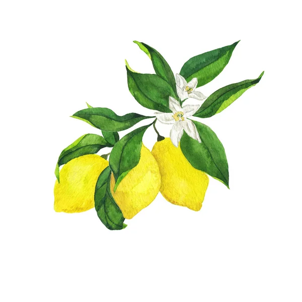柠檬枝叶 白色背景 手绘水彩画 — 图库照片