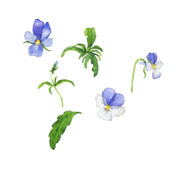 Kék Viola Virágok Levelek Gyűjtemény Kézzel Rajzolt Akvarell Illusztráció — Stock Fotó