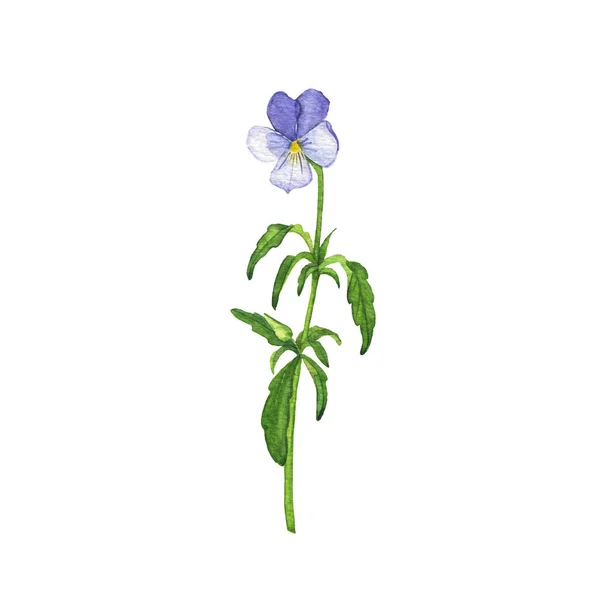 Kék Fehér Vadon Élő Erdei Viola Virág Kézzel Rajzolt Akvarell — Stock Fotó
