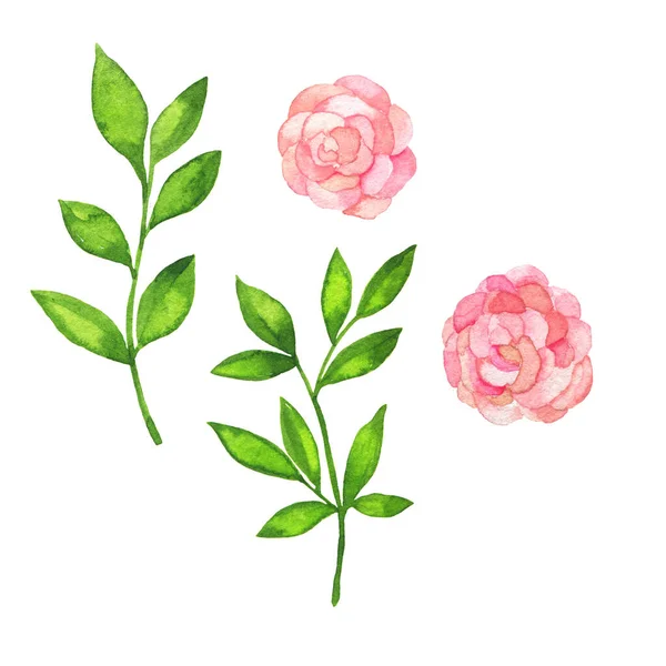 一套粉红色的花园 玫瑰花和绿叶 手绘水彩画 — 图库照片
