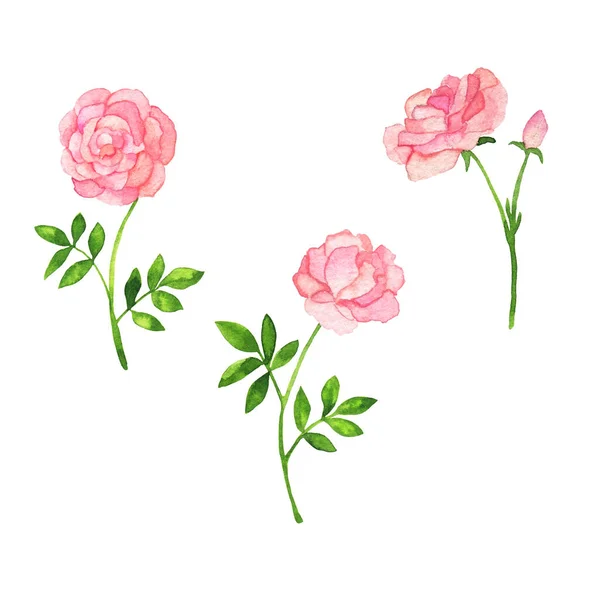 一套白色背景的粉红玫瑰花 手绘水彩画 — 图库照片